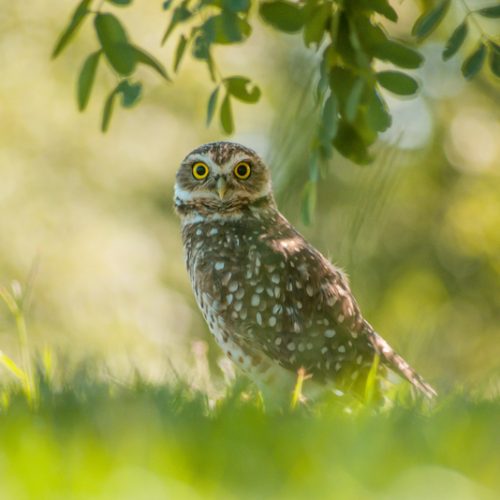 brown owl in nature
