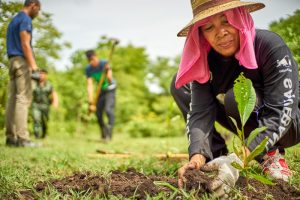 woman planting in a field