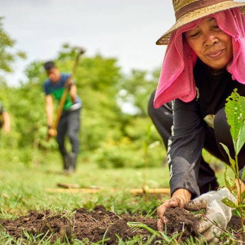 woman planting in a field