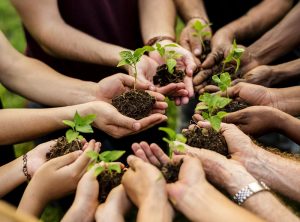 group of hands holding sprouts