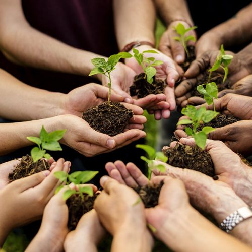 group of hands holding sprouts