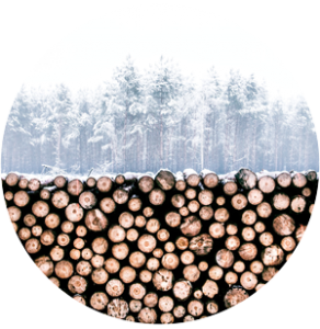 forest with pile of logged trees in foreground