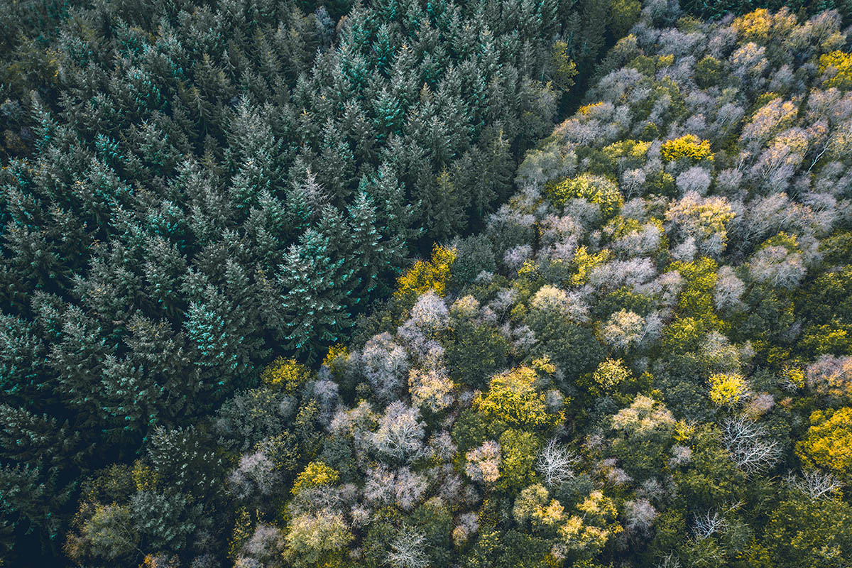 Tree-Planting In Canada Drives Guess-the-Date Contest 2020 Winner