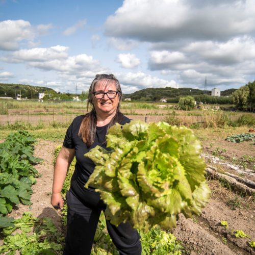 woman harvesting lettuce in short chain food system