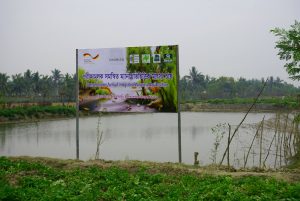 mangrove aquaculture