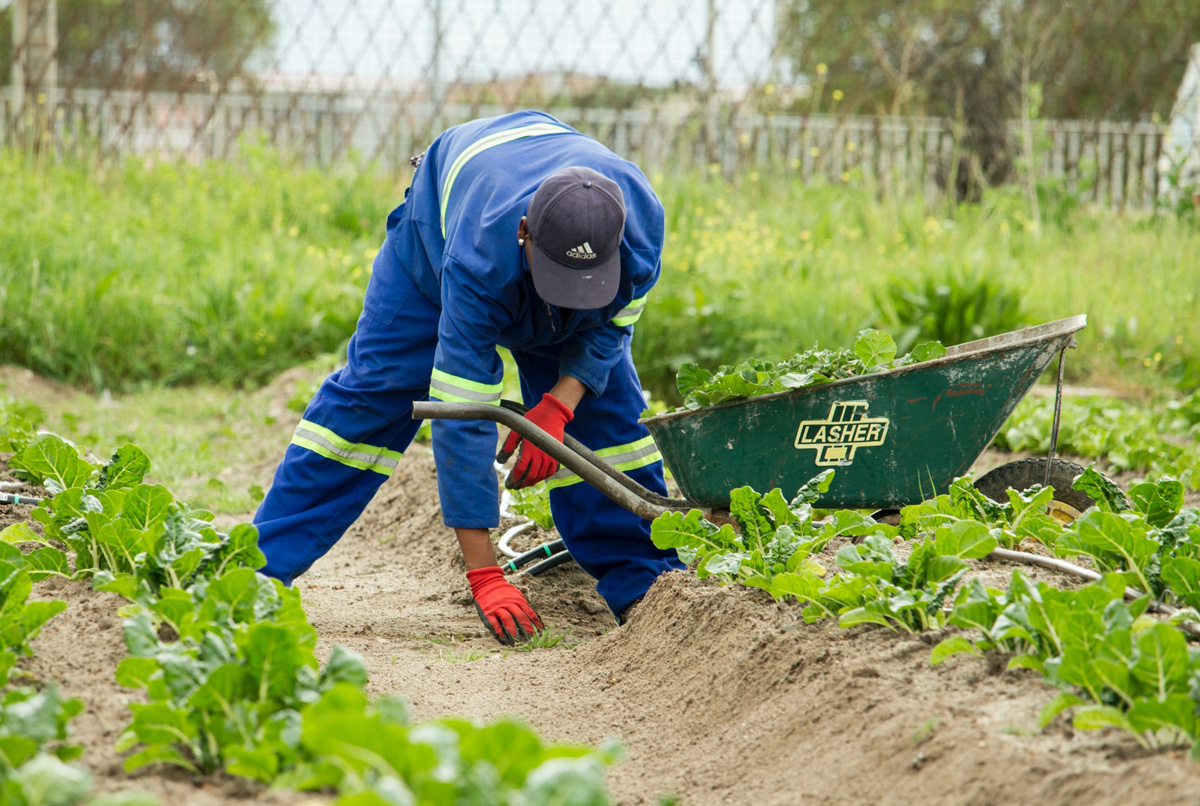man tending to farm