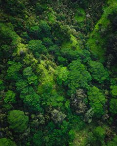 tropical forest aerial view