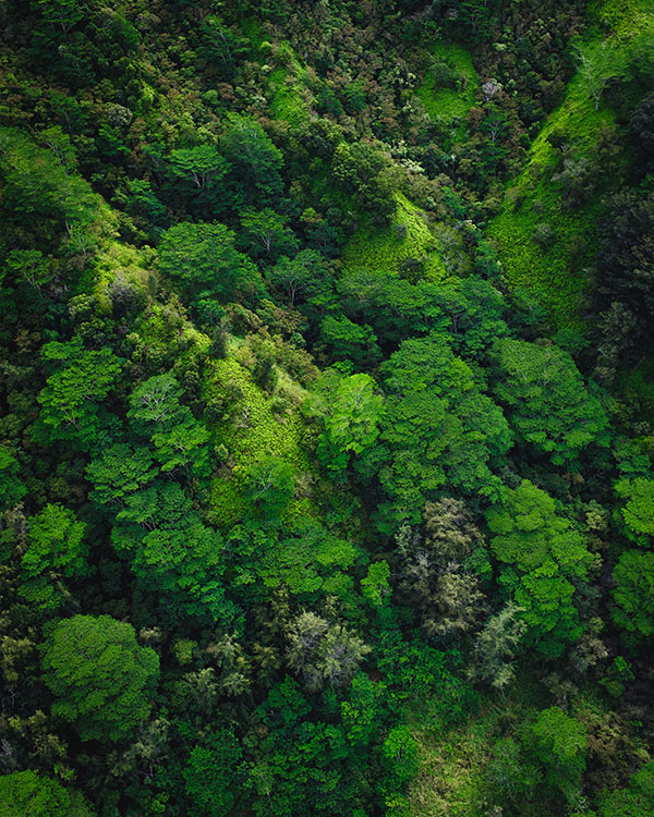 tropical forest aerial view