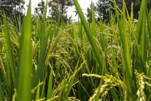 close up of growing rice grains