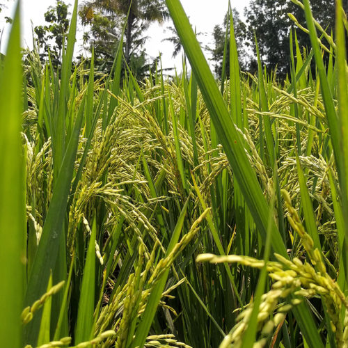 close up of growing rice grains